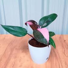 Philodendron Pink Princess